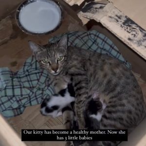 WhatsApp Image 2025-01-02 at 20.45.19 (1)