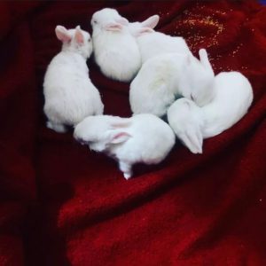 WhatsApp Image 2025-01-02 at 20.45.19 (2)