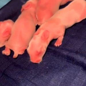 WhatsApp Image 2025-01-02 at 20.45.21 (2)