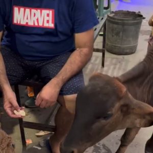 WhatsApp Image 2025-01-02 at 20.45.22