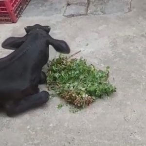 WhatsApp Image 2025-01-02 at 20.45.23 (1)