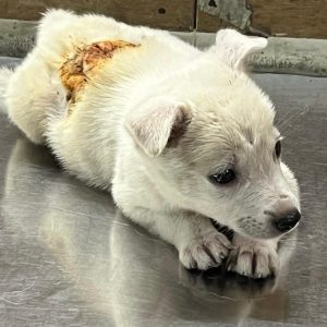 WhatsApp Image 2025-01-02 at 20.45.23