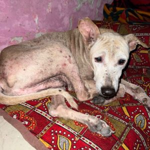 WhatsApp Image 2025-01-02 at 20.45.24 (2)