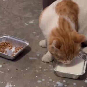 WhatsApp Image 2025-01-02 at 20.45.25 (1)