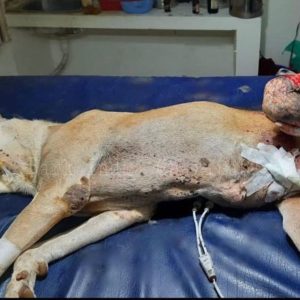 WhatsApp Image 2025-01-02 at 20.45.26 (1)