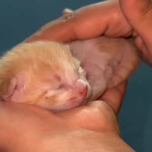 WhatsApp Image 2025-01-02 at 20.45.26